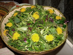 Wildkräuter-Salat-1024x768