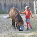 Pferdeaktion mit Kindern SC22 28
