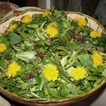 Wildkräuter-Salat-1024x768