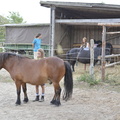 Pferdeaktion mit Kindern SC22 18